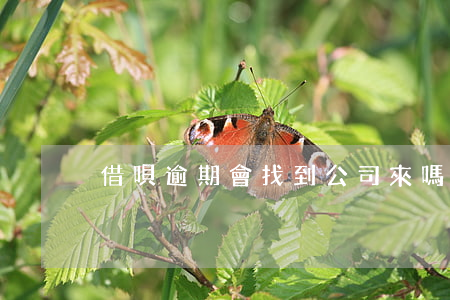借唄逾期會找到公司來嗎(借唄逾期了電話是)