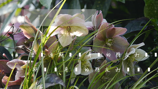借唄逾期會給身邊的朋友打電話嗎-借唄逾期會給身邊的朋友打電話嗎怎么辦