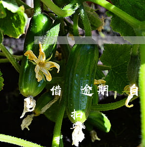 借唄逾期會自動扣親情卡嗎(借唄逾期后會自動扣嗎)