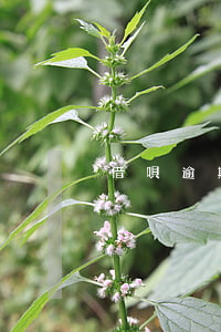 借唄逾期有被判刑的的嗎