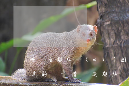 借唄逾期服務(wù)回執(zhí)單是真的嗎-借唄逾期服務(wù)回執(zhí)單是真的嗎