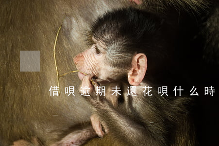 借唄逾期未還花唄什么時(shí)候能用-