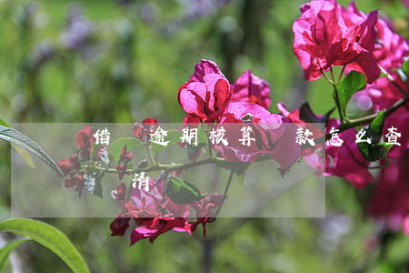 借唄逾期核算還款怎么查(怎樣查看借唄是否還清)
