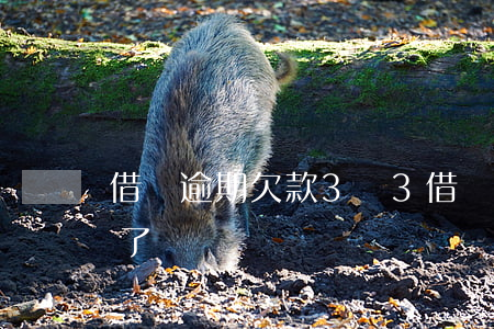 借唄逾期欠款3萬3(借唄欠3萬逾期6個月了)
