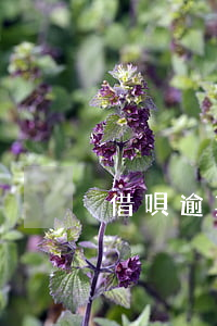 借唄逾期法院起訴后會(huì)抓人嗎