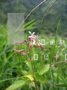 借唄逾期淘寶還能用不(借唄逾期可以用淘寶銀行卡購(gòu)物嗎)