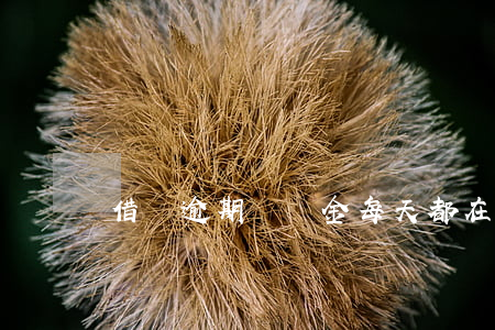借唄逾期滯納金每天都在還