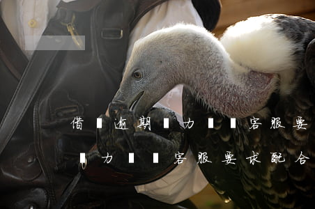借唄逾期無力償還 客服要求配合-借唄逾期無力償還 客服要求配合還款