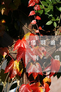 借唄逾期申請延期還款的官方規(guī)則-借唄逾期申請延期還款的官方規(guī)則是什么