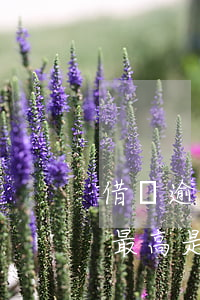 借唄逾期的罰金最高是多少(借唄逾期的罰金最高是多少)