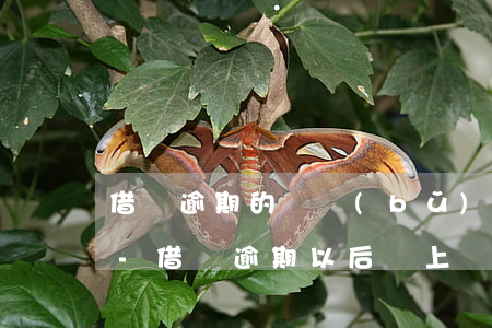 借唄逾期的錢補(bǔ)上還可以套出錢嗎-借唄逾期以后還上錢還能借錢嗎