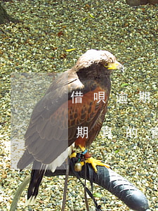 借唄逾期真的會寄律師函到家里嗎-借唄逾期真的會寄律師函到家里嗎安全嗎