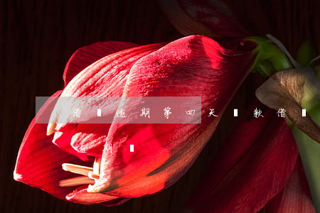 借唄逾期 第四天還款 借唄逾期 第四天還款算逾期嗎