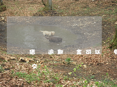 借唄逾期罰金可以減免么(借唄逾期罰款怎么交)