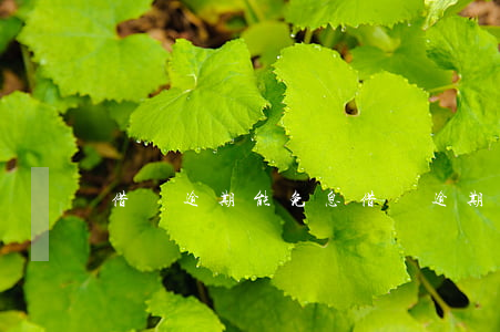 借唄逾期能免息(借唄逾期能免息還款嗎)