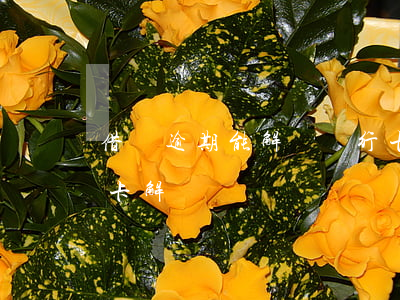 借唄逾期能解綁銀行卡嗎（支付寶借唄逾期綁卡解綁）
