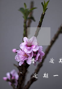 借唄逾期自動(dòng)停息掛賬了(借唄逾期一天停用了)