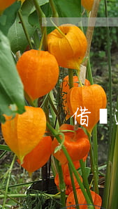 借唄逾期 芝麻分申訴