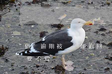 借唄逾期被騙錢能追回嗎(借唄被騙已立案錢要不要還)