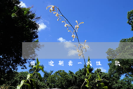借唄逾期要一次性還款嗎(借唄逾期一次有影響嗎?)