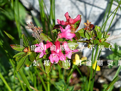 借唄逾期要是不經(jīng)常接電話會怎樣-借唄逾期要是不經(jīng)常接電話會怎樣處理