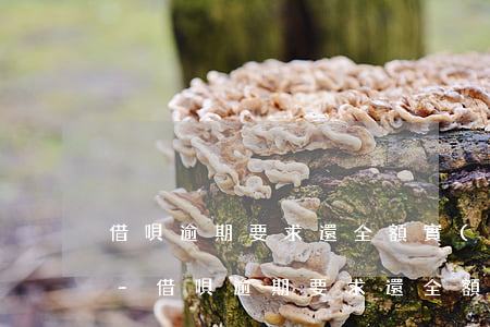 借唄逾期要求還全額,實(shí)在沒有錢-借唄逾期要求還全額,實(shí)在沒有錢怎么辦