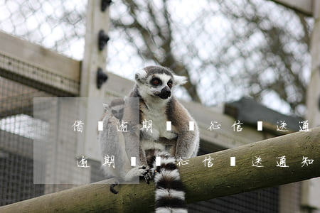 借唄逾期記錄征信報送通知2021-借唄逾期記錄征信報送通知2021年