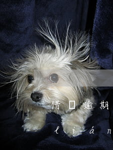 借唄逾期說(shuō)會(huì)聯(lián)系聯(lián)系人(借唄逾期客服打電話能協(xié)商)