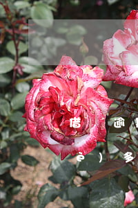 借唄逾期說在公安局備案(借唄逾期2個(gè)多月立案是真的嗎)