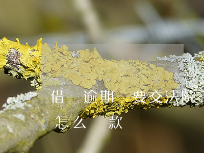 借唄逾期說要交法院處理(借唄逾期被起訴后怎么還款)