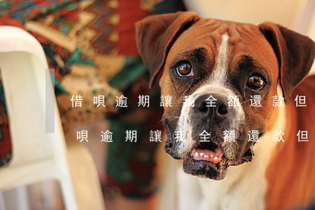 借唄逾期讓我全額還款但是頁面不顯示-借唄逾期讓我全額還款但是頁面不顯示怎么辦