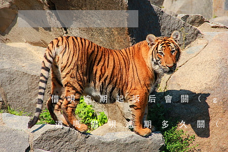 借唄逾期起訴后會關(guān)閉還款通道嗎(借唄逾期多久關(guān)閉還款通道)