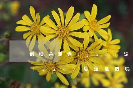 借唄逾期過(guò)還能用嗎(借唄逾期過(guò)后還能借嗎)