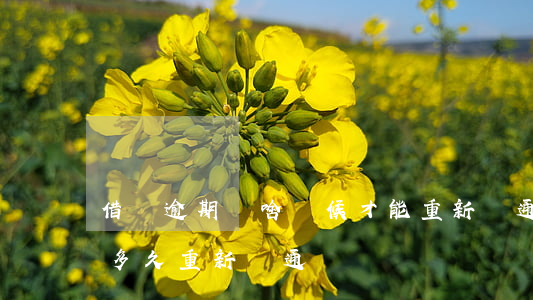 借唄逾期過啥時候才能重新開通-借唄逾期多久重新開通