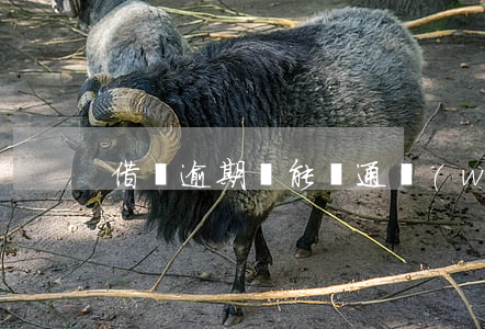 借唄逾期過能開通網(wǎng)商貸嗎
