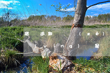 借唄逾期違約責(zé)任是什么(借唄逾期應(yīng)還是總欠款嗎)