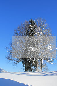借唄逾期還上去還有額度嗎(借唄逾期了還進(jìn)去后額度會(huì)不會(huì)恢復(fù)的?)