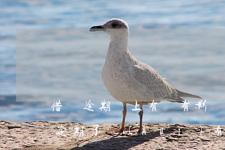 借唄逾期還上有沒有影響(支付寶里面的借唄逾期了會(huì)有什么影響)