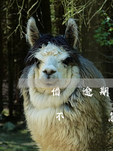 借唄逾期還不上會被起訴嗎（借唄逾期了對方不還會怎樣）