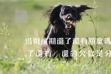 借唄逾期還了還有額度嗎(借唄逾期沒有額度了,還有沒還的欠款是分月還嗎)