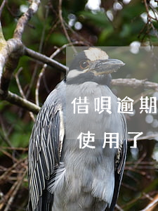借唄逾期還,借唄逾期還清多久才能恢復正常使用了 借唄逾期還,借唄逾期還清多久才能恢復正常使用了