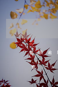 借唄逾期還可以用京東白條嗎(京東白條逾期會(huì)影響螞蟻借唄的使用嗎?)