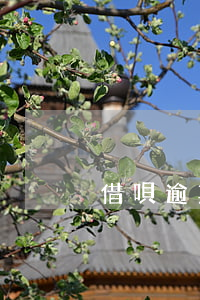 借唄逾期還款后怎樣開通(借唄逾期怎么還款?)