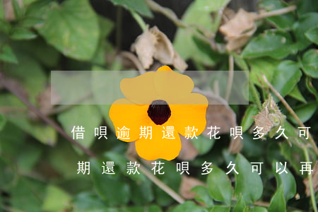 借唄逾期還款花唄多久可以再使用-借唄逾期還款花唄多久可以再使用啊