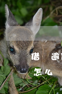 借唄逾期還款被鎖了怎么辦(支付寶借唄鎖了怎么辦)