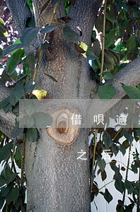 借唄逾期還清后還可以用嗎(借唄逾期全還完之后能借出來(lái)用嗎)