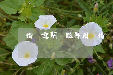 借唄逾期還能再用嗎(借唄逾期還能再借出來嗎)