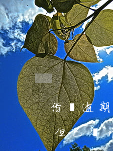 借唄逾期還能貸款買車嗎(支付寶借唄逾期過但已還清還能貸款買車嗎)