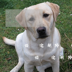 借唄逾期降額有機(jī)會恢復(fù)嗎(借唄逾期降低額度,下個月逾期還降低)