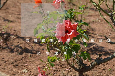借唄逾期需要全部還款嗎(借唄逾期剩下的要一次性還完嗎?)